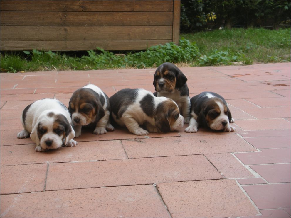 cuccioli amelie-77
